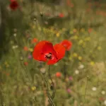 Chez Ric Et Fer 3* Coucy-le-Château-Auffrique