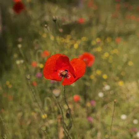 Chez Ric Et Fer 3* Coucy-le-Château-Auffrique
