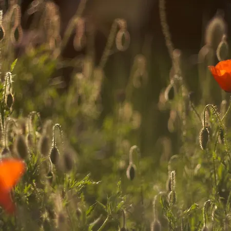 Bed and breakfast Chez Ric Et Fer