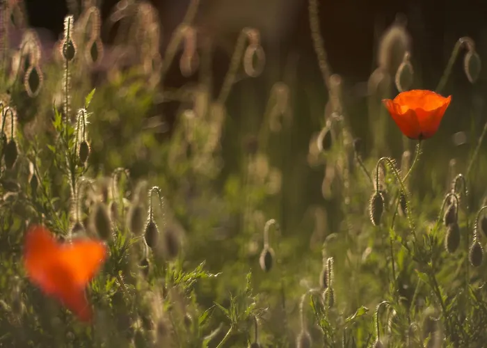 Couette-café Chez Ric Et Fer